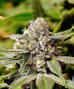 feminized white widow seeds