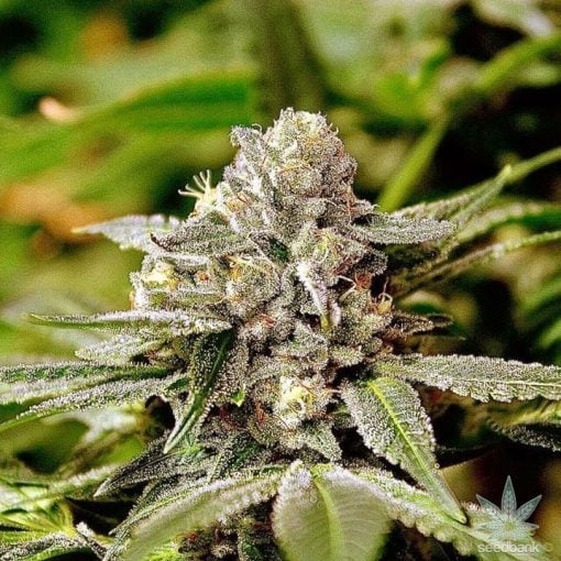 feminisierte White Widow-Samen