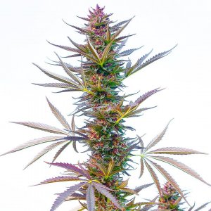 Hindu Kush Cannabis Seeds arizona