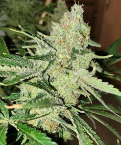 Jack Herer Marihuana Seeds USA