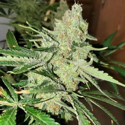 Jack Herer Marijuana Seeds USA