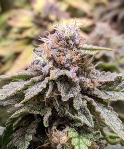 white widow strain cannabis seeds