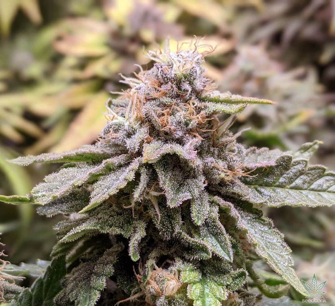 White Widow Auto. Silver Pack 3-seeds pack