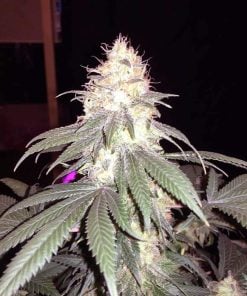 Marihuanasamen der Sorte White Widow