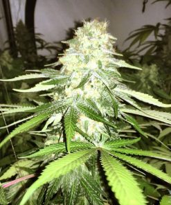 white widow weed seeds