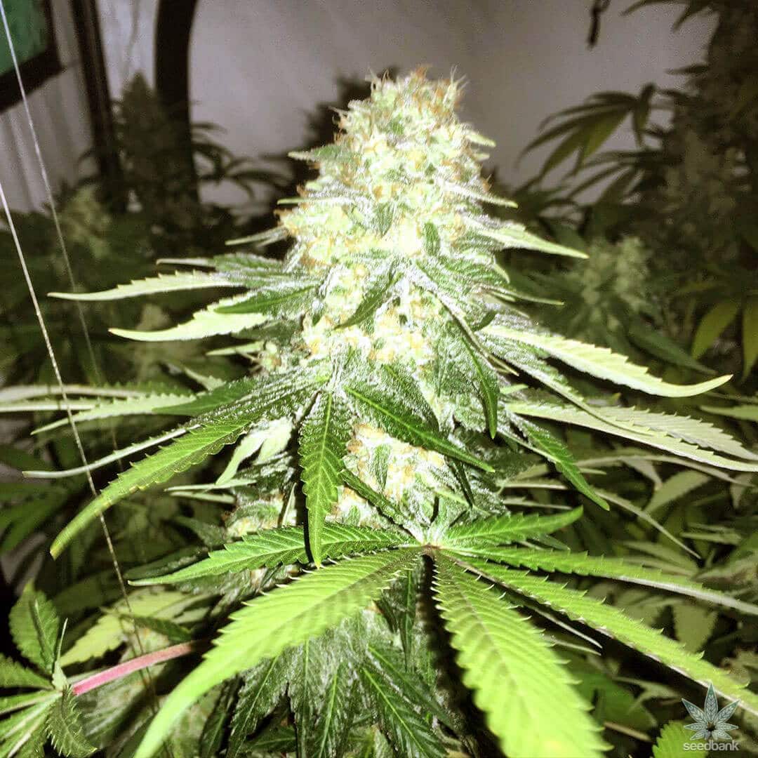 White Widow Auto. Silver Pack 3-seeds pack