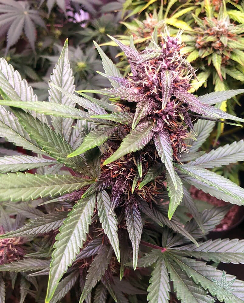 Semillas autoflorecientes feminizadas Deep Purple CBD - CBWEED