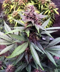 purple autoflower kush seeds usa