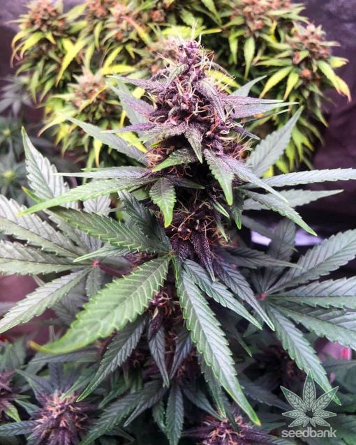 purple autoflower kush seeds usa