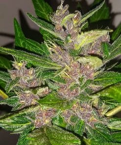 graines féminisées de Purple Kush à autofloraison