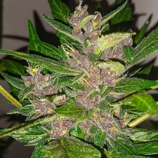 graines féminisées de Purple Kush à autofloraison