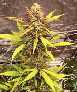 Semillas autoflorecientes Super Lemon Skunk