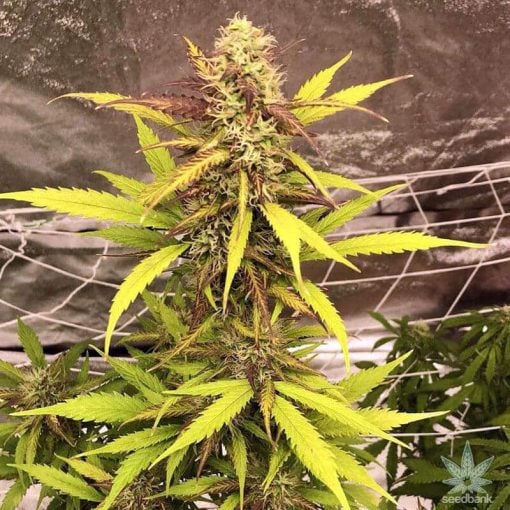 Super Lemon Skunk Autoflower-Samen