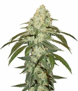 OHIO SEED BANK og kush seeds 1 Buy OG Kush Seeds