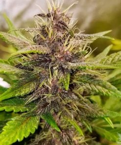 feminized auto purple kush seeds usa