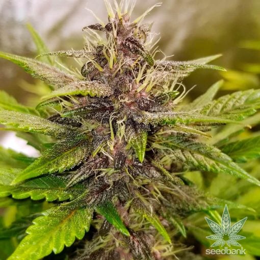 graines féminisées de Purple Kush auto USA