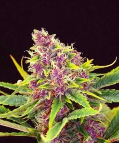 Purple Kush Marihuanasamen USA