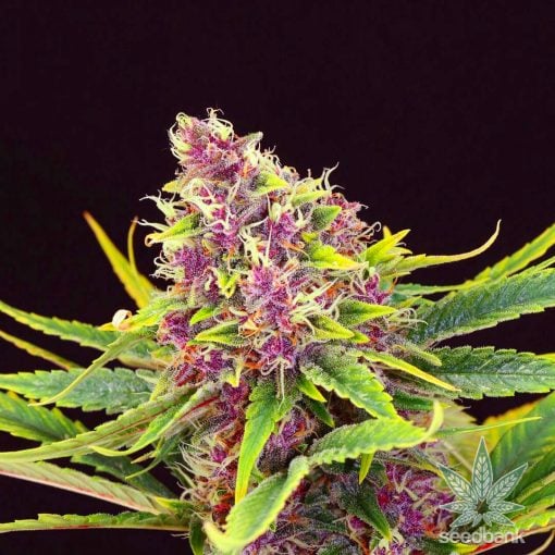 purple kush graines de marijuana World Wide