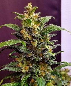 Super Lemon Haze Autoflower-Samen