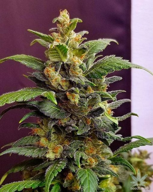 Super Lemon Haze Autoflower-Samen