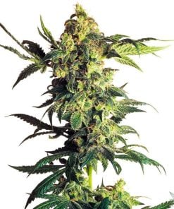 graines féminisées de CBD Durban Poison