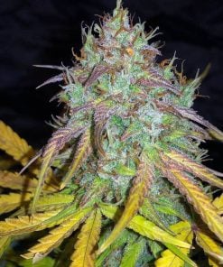 Semillas de cannabis Super Lemon Haze