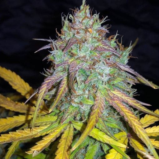 graines de cannabis Super Lemon Haze