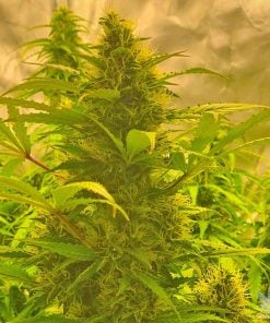 nl5 strain seeds