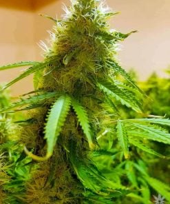 feminized nl5 seeds