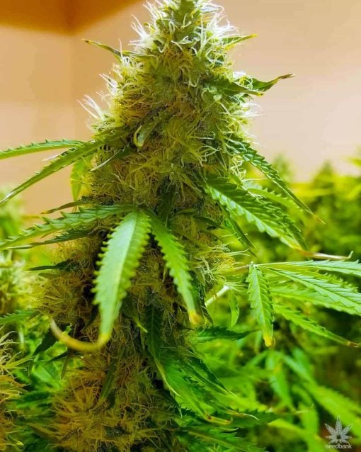 feminized nl5 seeds