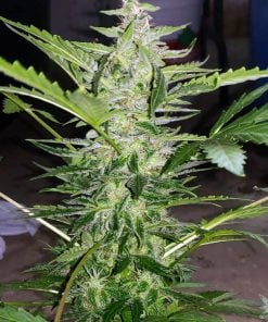 semillas auto super limon haze