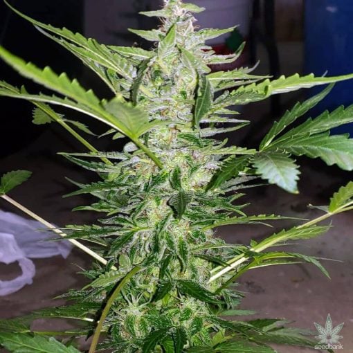 semillas auto super limon haze