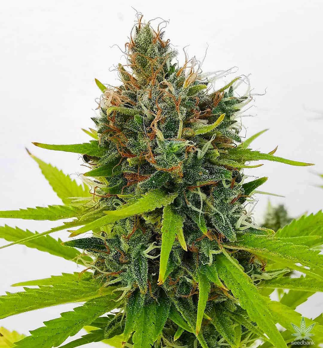 Northern FAST Seeds | Flowering Cannabis Seeds | Seed