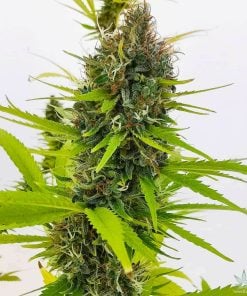 northern lights marijuana seeds