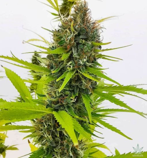 northern lights marijuana seeds