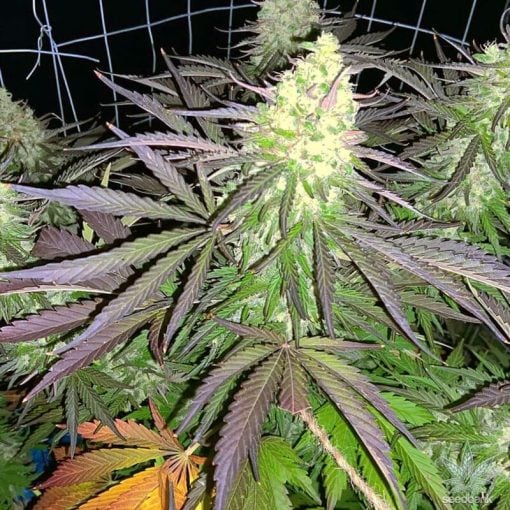 northern lights seeds