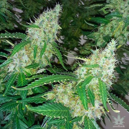 northern lights strain seeds