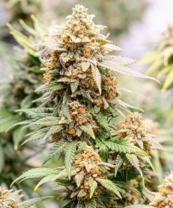 Original Skunk 1 feminisierte Samen