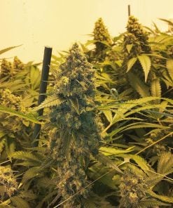 semillas feminizadas skunk originales