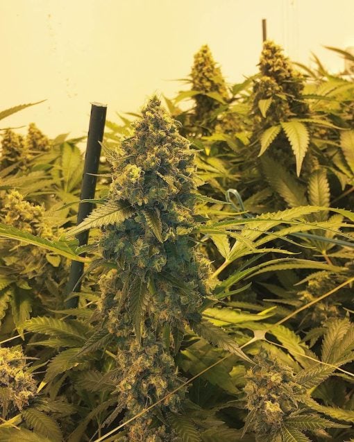 semillas feminizadas skunk originales