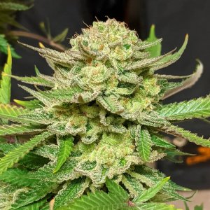 MASSACHUSETTS SEED BANK skunk seeds original skunk weed strain original skunk #1 seeds