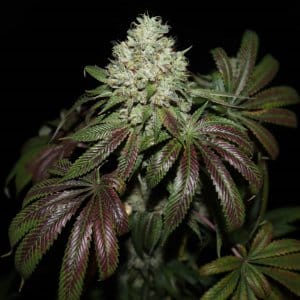 NEW JERSEY SEED BANK sour diesel strain cannabis seeds usa buy sour diesel seeds new jersey