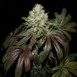 buy sour diesel seeds new jersey