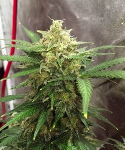 Semillas de cannabis autoflorecientes Super Lemon Haze