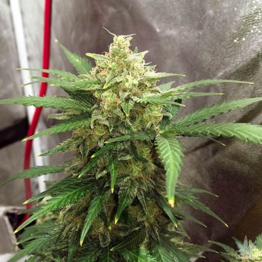 Semillas de cannabis autoflorecientes Super Lemon Haze