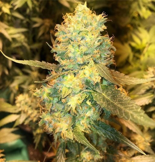 Semillas de Cannabis White Rhino USA