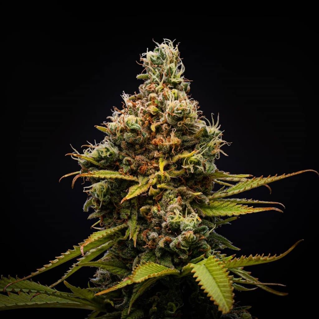 white rhino strain white rhino weed strain USA