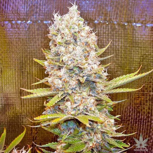 Variedad de marihuana Bruce Banner