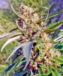 buy bruce banner seeds usa