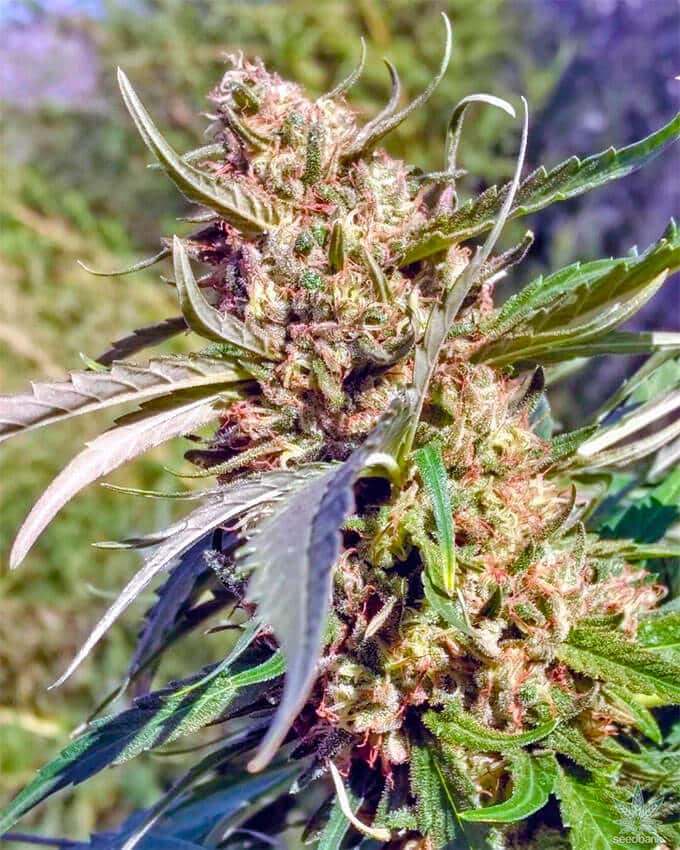 Safe site to get cannabis feminized strain online UK